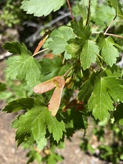 Acer glabrum glabrum