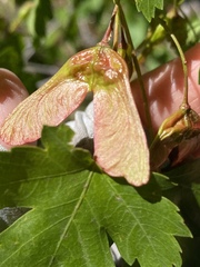 Acer glabrum glabrum