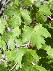 Acer glabrum glabrum
