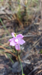 Calopogon multiflorus