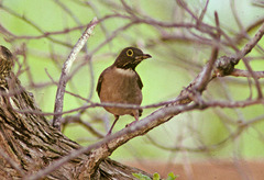 White-Throated Thrush photo 5