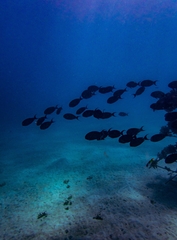 Acanthurus dussumieri