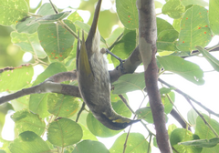 Gavicalis fasciogularis