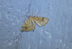 Eulithis mellinata