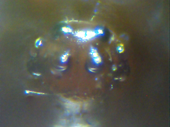 Euryopis episinoides