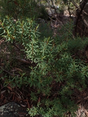 Pultenaea flexilis