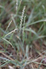 Elymus repens