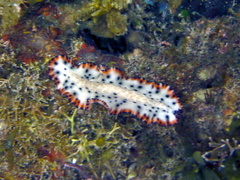 Maritigrella makranica