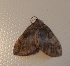 Hydriomena furcata