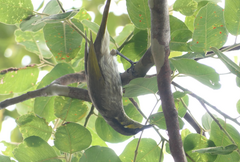 Gavicalis fasciogularis