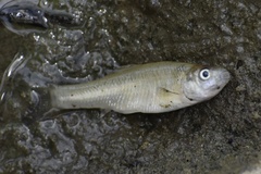 Fundulus diaphanus menona