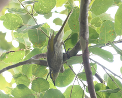 Gavicalis fasciogularis