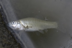 Fundulus diaphanus menona