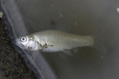 Fundulus diaphanus menona
