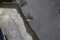 Fundulus diaphanus menona