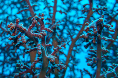 Siphonogorgia godeffroyi