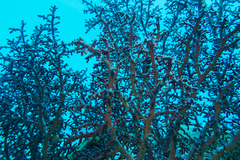 Siphonogorgia godeffroyi