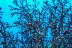 Siphonogorgia godeffroyi