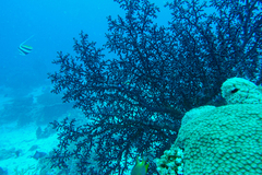 Siphonogorgia godeffroyi