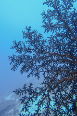 Siphonogorgia godeffroyi