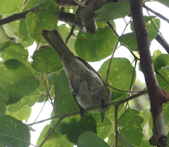 Gavicalis fasciogularis