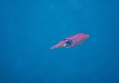 Sepioteuthis lessoniana