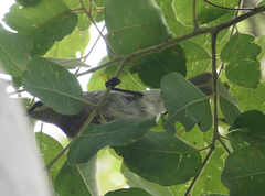 Gavicalis fasciogularis