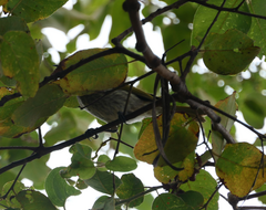 Gavicalis fasciogularis