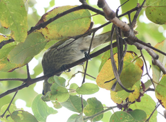 Gavicalis fasciogularis