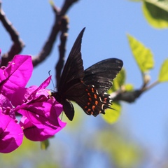 Heraclides rogeri pharnaces