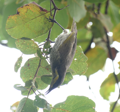 Gavicalis fasciogularis