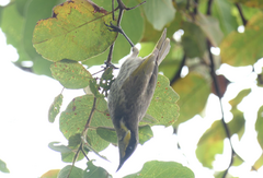 Gavicalis fasciogularis