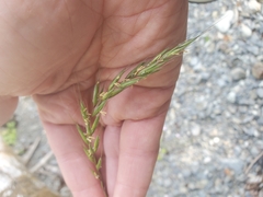 Elymus hirsutus