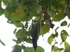 Gavicalis fasciogularis