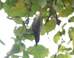 Gavicalis fasciogularis