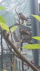 Zonotrichia capensis