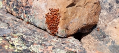 Hippodamia caseyi