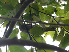 Gavicalis fasciogularis