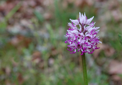 Orchis simia
