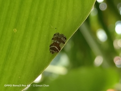 Lophopinae