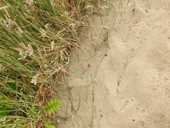 Juncus breweri