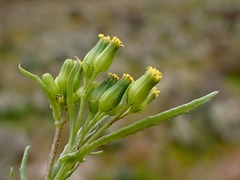 Senecio glossanthus