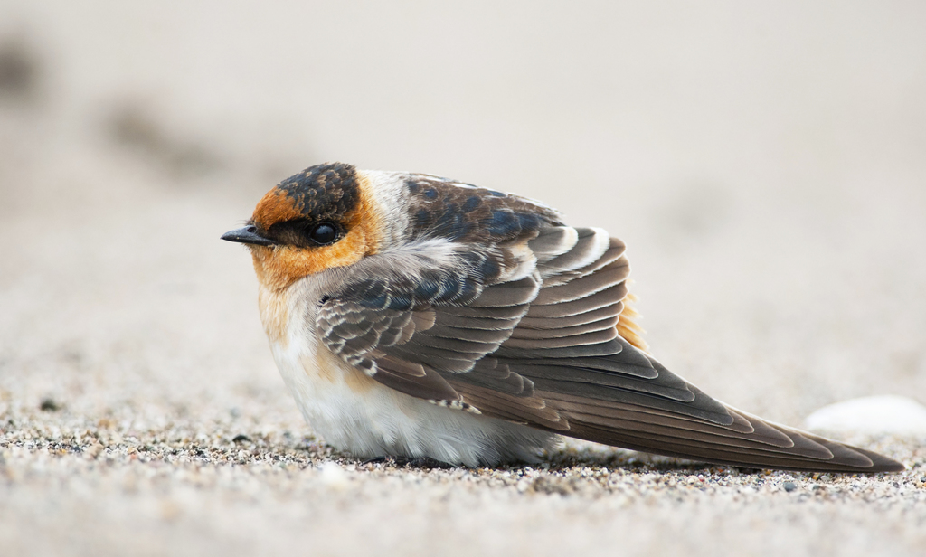 Cave Swallow