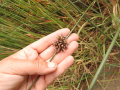 Juncus breweri