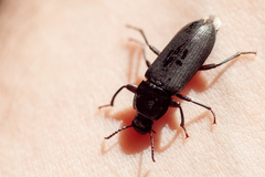 Tenebrio obscurus