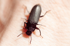 Tenebrio obscurus