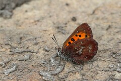 Aloeides caffrariae