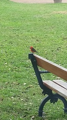 Pyrocephalus rubinus