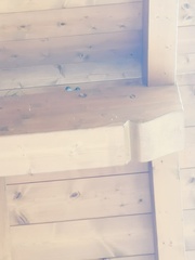 Ptyonoprogne rupestris