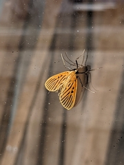 Tyspanodes striatus